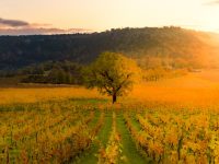 detachment cost discipleship family