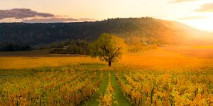 detachment cost discipleship family