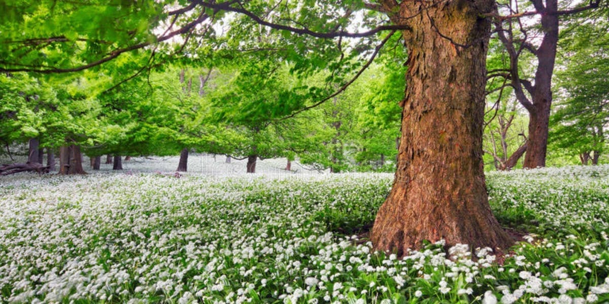 white flower meadow fundamental theology