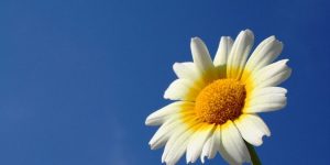 sunflower advent and hope masonry