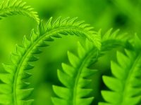green fronds St. Anthony, the Desert & Spiritual Warfare masonry