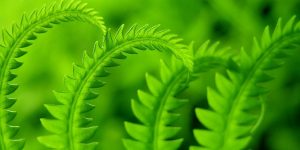 green fronds St. Anthony, the Desert & Spiritual Warfare masonry