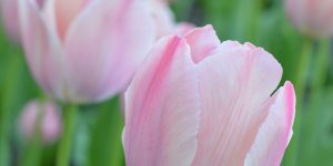 alleluia easter song of praise joy Augustine