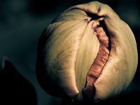 GLI APOSTOLI – CHI ERANO I DODICI? hilary poitiers incarnation eucharist sacrament body blood flesh Jesus christ easter