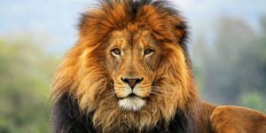 resurrection jesus christ lion of Judah Easter Sunday Aslan Chronicles of Narnia