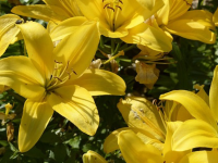 Cuaresma - 40 ideas para aprovechar más la temporada yellow lilies, flowers 600x300