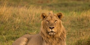 peace second 2nd sunday advent season repentance penance fast before feast lion lamb