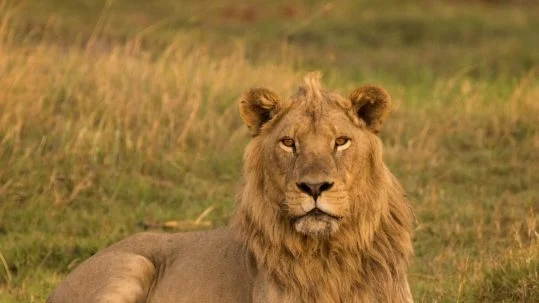 peace second 2nd sunday advent season repentance penance fast before feast lion lamb