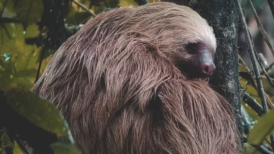 blessed poor in spirit beatitude sloth lazy poverty fourth 4th Sunday Ordinary time A poveri di spirito beatitudine pigro accidia poverta' quarta domenica tempo ordinario A Pobres de espíritu, pereza y bienaventuranzas El Sermón de la Montaña facebook