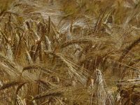Parábola del trigo y la cizaña lent