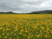 field sunflowers wilderness mount of temptation desert jericho podcast holy land