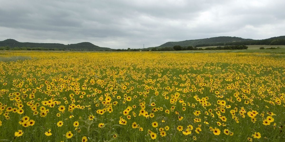 field sunflowers wilderness mount of temptation desert jericho podcast holy land