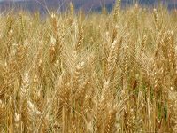 Parábola del trigo y la cizaña field of wheat facebook