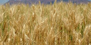 field of wheat facebook