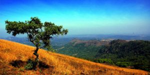 one tree on a hill