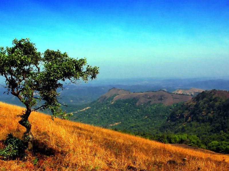 one tree on a hill