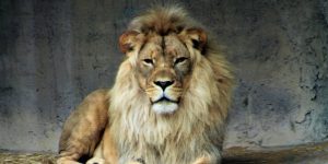 resurrection jesus christ lion of Judah Easter Sunday Aslan Chronicles of Narnia