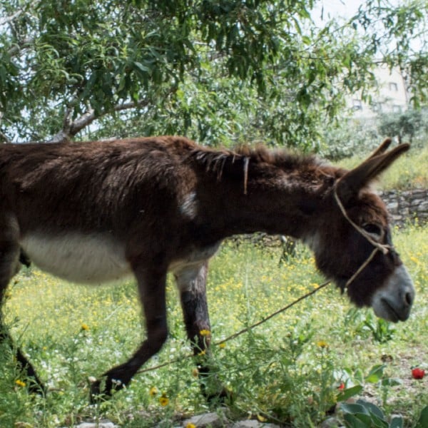 donkey palm sunday road hosanna son of david