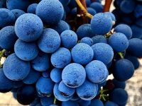 cana grapes wine wedding podcast