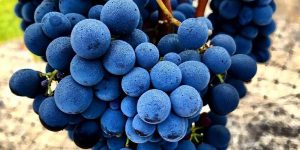 cana grapes wine wedding podcast