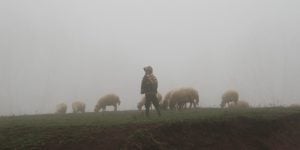 augustine on pastors seek out the lost sheep sermon 46