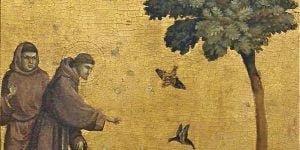 St. Francis preaching to birds Giotto creation environment October 4 animals piety