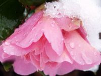 Domingo de la Divina Misericordia y el sacramento de la misericordia pink flower snow advent hope NOSEOONPAGE