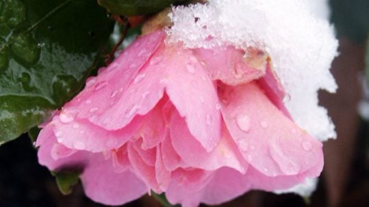 pink flower snow advent hope NOSEOONPAGE