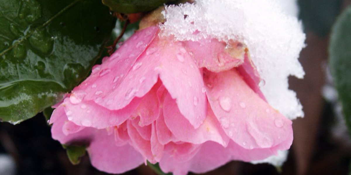 pink flower snow advent hope NOSEOONPAGE