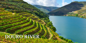 Vineyards in the Valley of the River Douro, Portugal