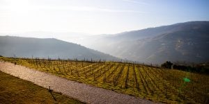 Douro hill vineyard Eduardo Lages Unsplash public domain