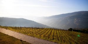 Douro river cruise qna picture