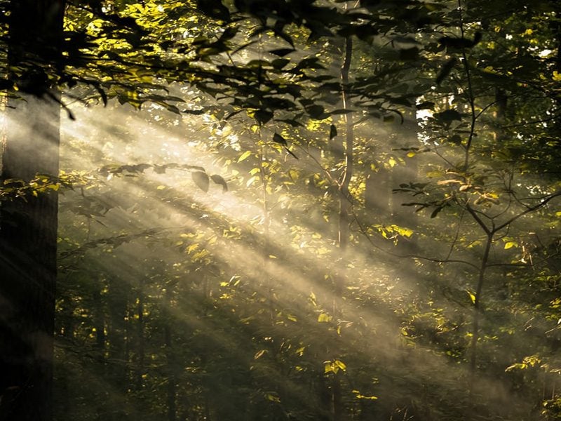 sun rays in forest ambrose coheirs with Christ saved in hope galatians law creation groans