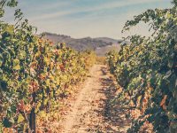 Vineyard Douro Nadezhda Filatova Unsplash public domain