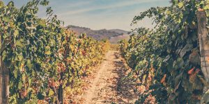 Vineyard Douro Nadezhda Filatova Unsplash public domain