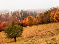 Seasons and Rhythm catholic calendar