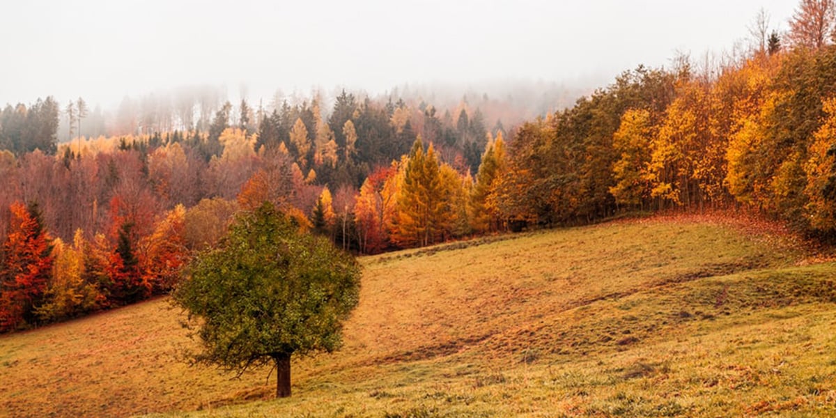 Seasons and Rhythm catholic calendar