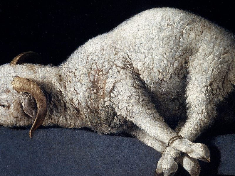 Jesus, the lamb of God,