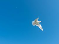 Dove in sky, blue, bird, flying 1200x600