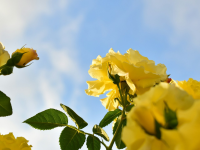 Yellow flowers, roses against sky and clouds 1200×600