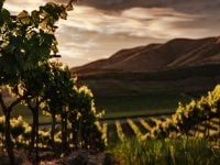 Vineyard_mountain_sunset_Tim_Mossholder_unsplash 1200 x 600